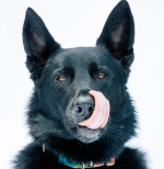 Hundetraining